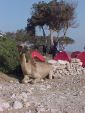 Photo albulle/data/photos/Yoki/divers/maroc - 1 chameau de _.JPG